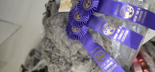 Prize winning alpaca fleeces 4-sale