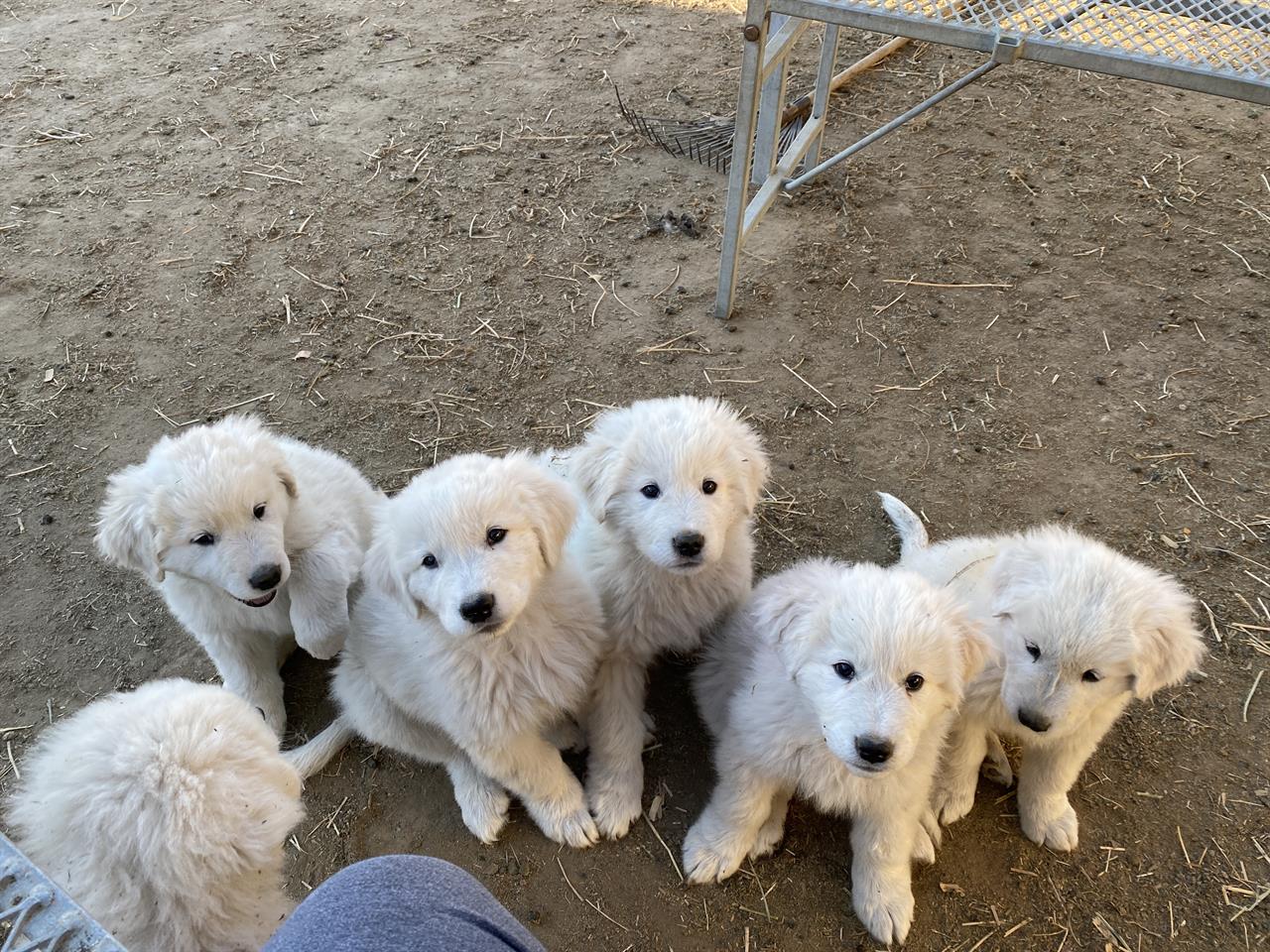 how many puppies are born in a maremmano abruzzese sheepdog litter