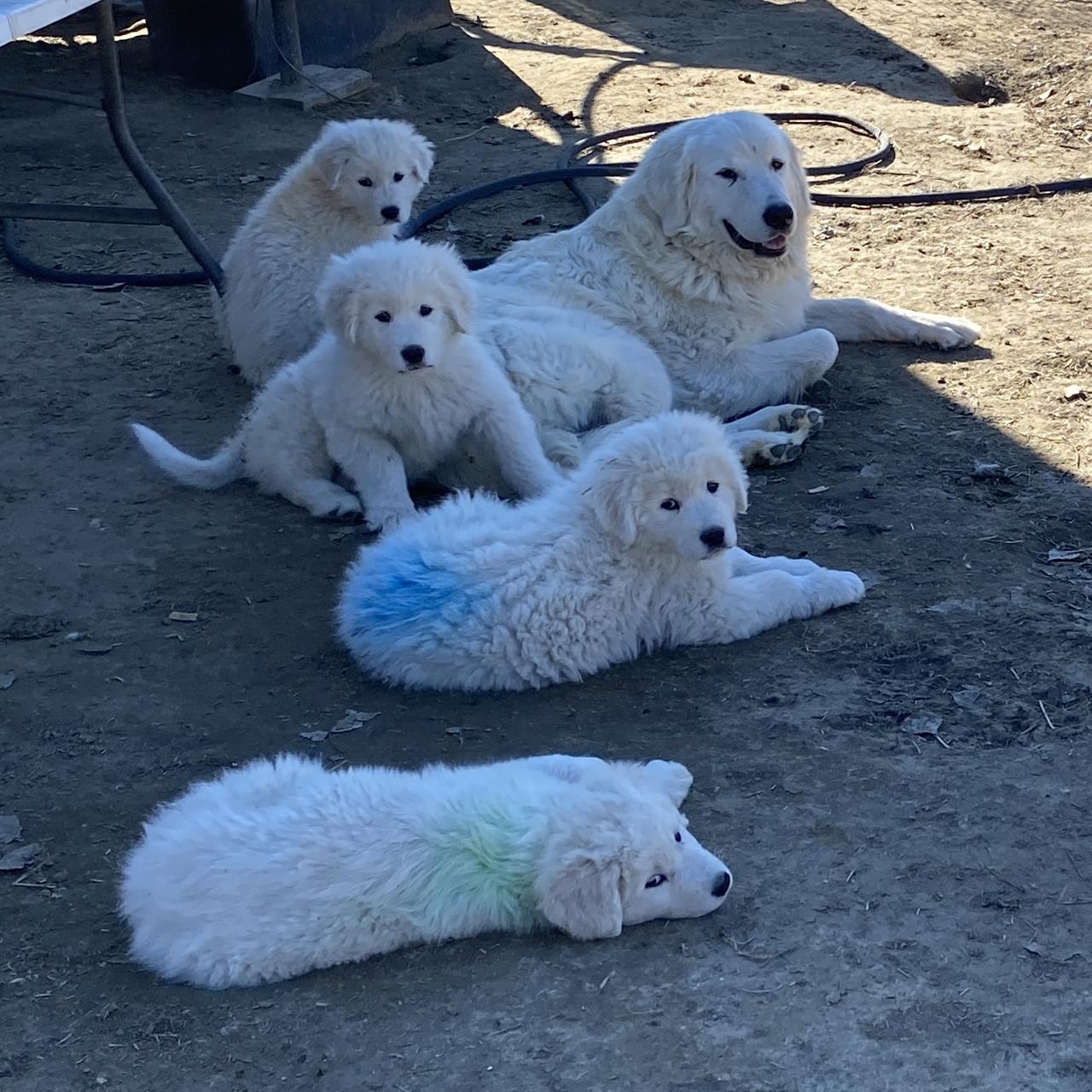 how many puppies are born in a maremmano abruzzese sheepdog litter