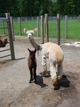 With cria by side