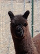 2012 Cria sired by Royal