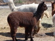 2013 Royal Cria