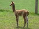 2011 Female Cria