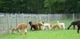 Bunch of Royal cria - playing