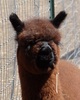 Female Cria - Hudson