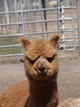 Male Cria - Vermeer