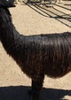 Prior to Shearing surface multi- under and at skin level True Black