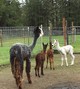 Anabeth & cria Special K's Saphira