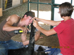 High Country Alpaca Shearing