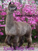 alpaca for sale