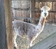 alpaca for sale