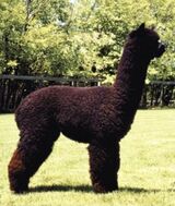 alpaca for sale