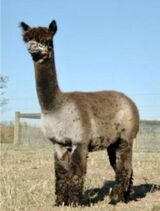 alpaca for sale