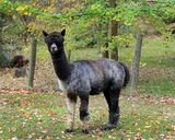 alpaca for sale