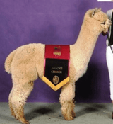 alpaca for sale