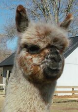 alpaca for sale