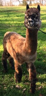 alpaca for sale