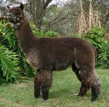 alpaca for sale