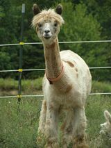 alpaca for sale