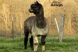 alpaca for sale