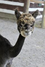 alpaca for sale