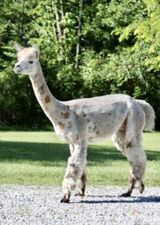 alpaca for sale