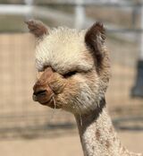 alpaca for sale