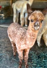 alpaca for sale