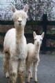 Rosey 2008 w/cria at side