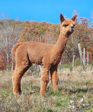 alpaca for sale