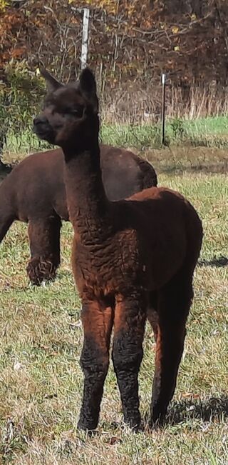 alpaca for sale