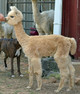 Zahara's 2013 cria Sundance