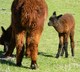 BB's last cria. 2012