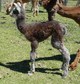 Coco's boy is a lovely silver-grey under that rose cria fiber