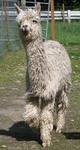 2009 Cria