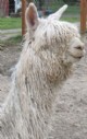 2006 Cria