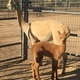 With her daughter Brittany 7-27-16 pre-shearing