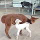 Samantha with 2nd cria, Onstar, at 1 day old