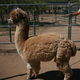 Macho Flash pre-shearing