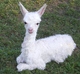 Rosie as a cria