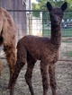 2012 cria-Sterling