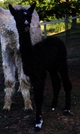 Trex - 2012 cria