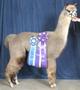 Alpacapalooza 2004