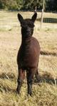 Black Cria