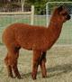 2003 cria