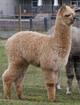 2004 cria