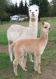 2005 cria