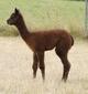 2006 cria