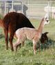 with Spring 05 cria