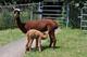 With adopted cria